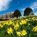 Cancer Survivors Daffodil Garden by novab