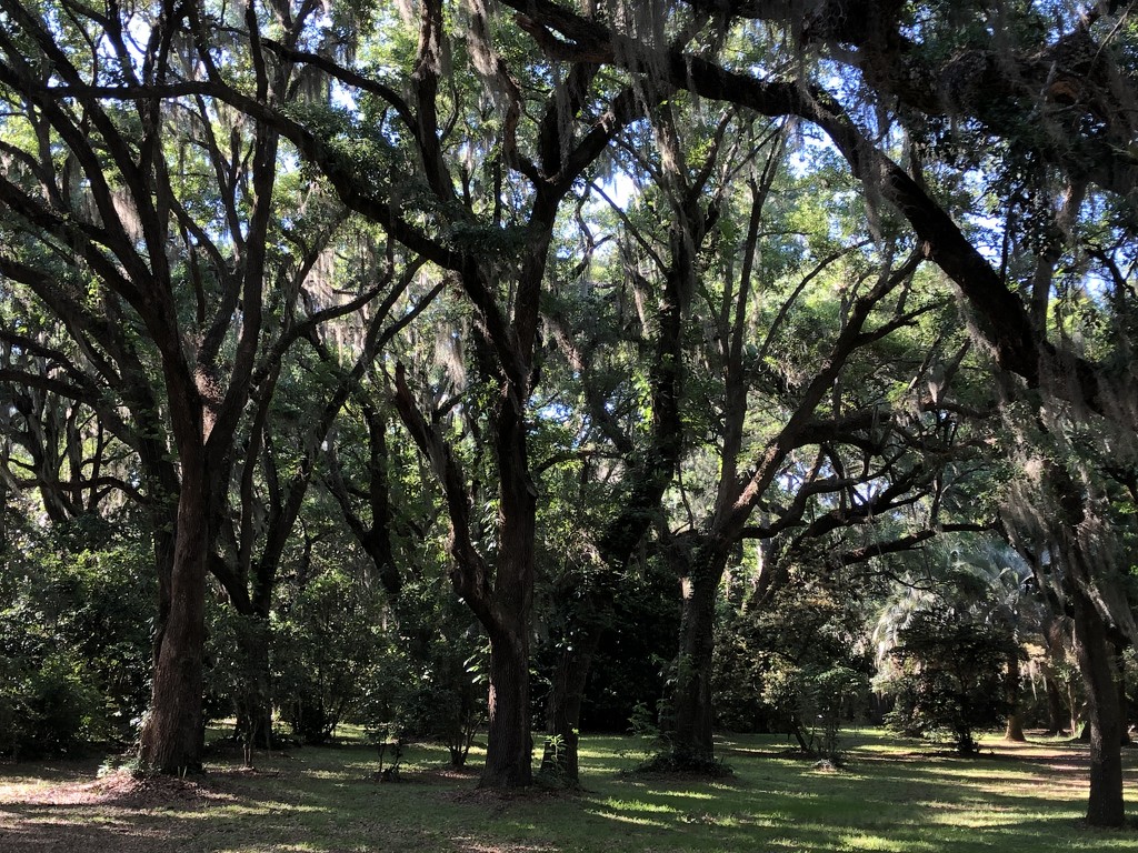 Live oak forest by congaree