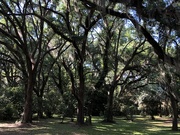 10th May 2021 - Live oak forest