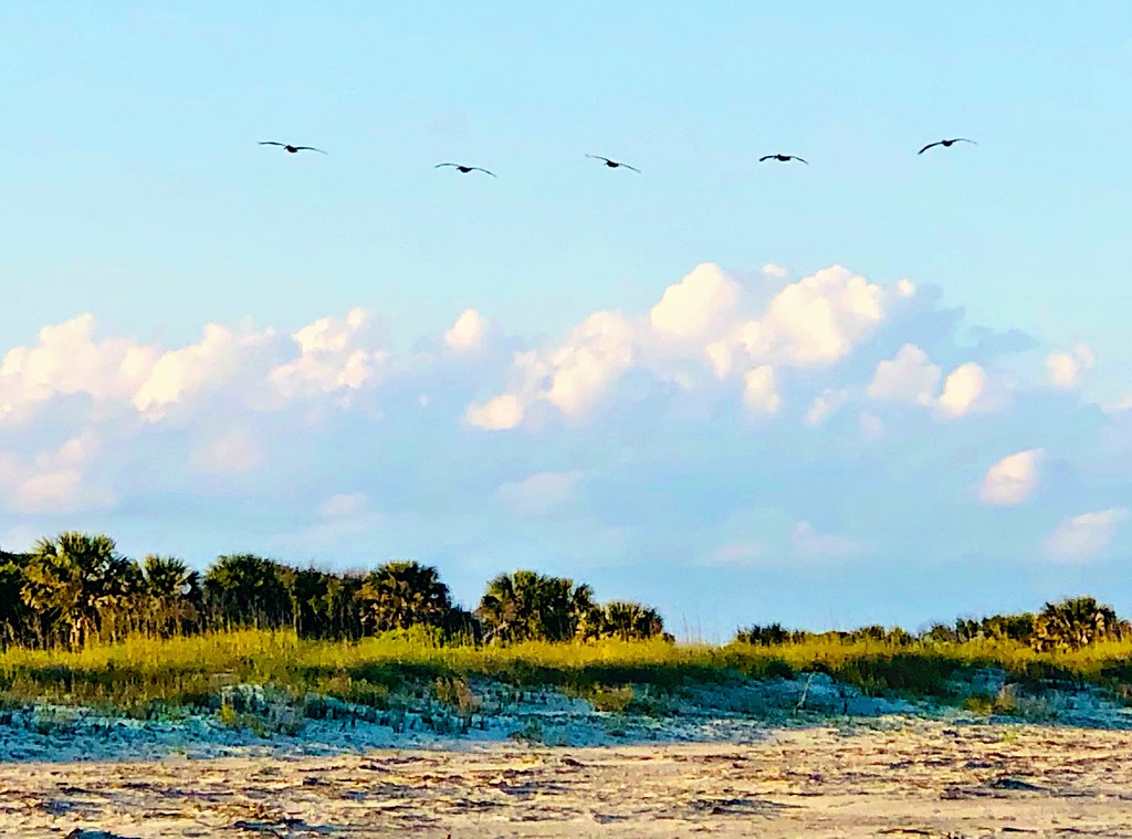 Pelicans soaring above the dunes by congaree
