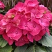 Hot Pink Hydrangea by loweygrace