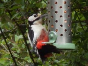 10th May 2021 - Woody Woodpecker