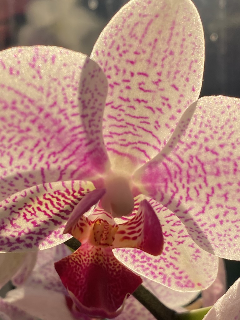 Orchid Close up by radiogirl