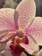 10th May 2021 - Orchid Close up