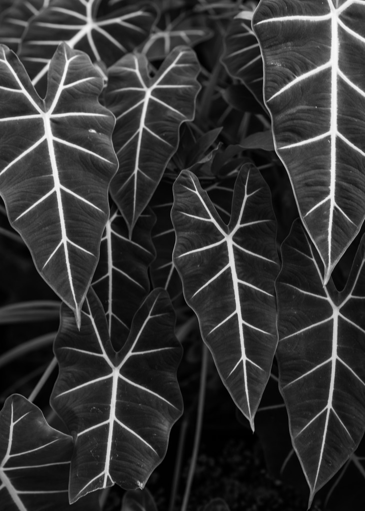 Leaf texture by brigette
