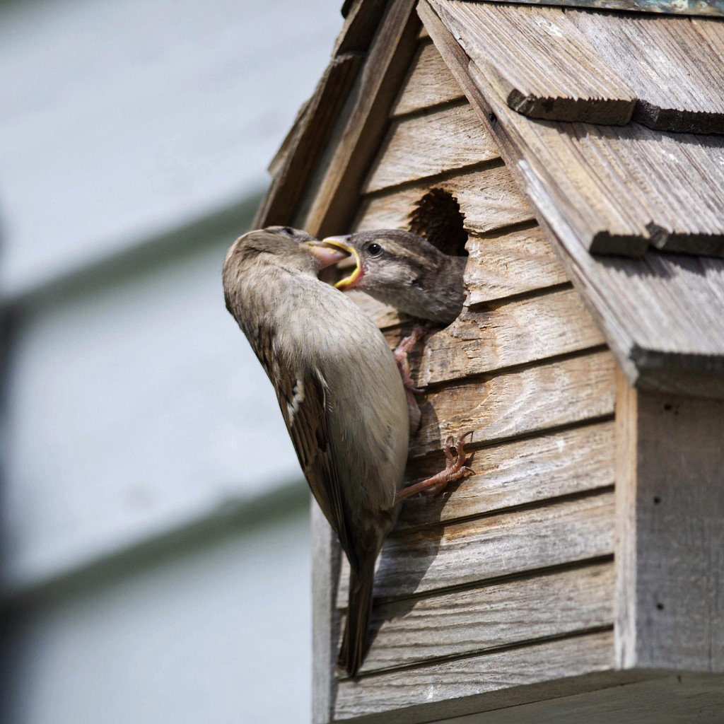 Mama Sparrow feeds her baby by berelaxed