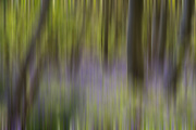 9th May 2021 - Bluebell Blur