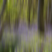 Bluebell Blur by fbailey