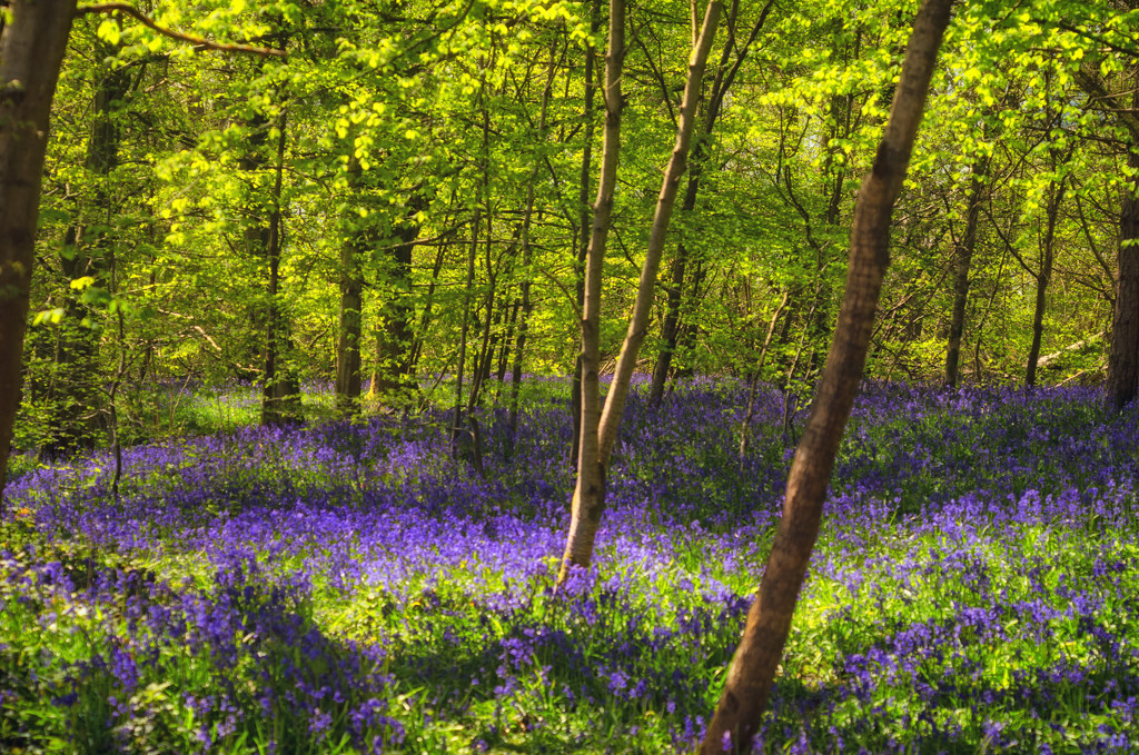 Shades of Blue by fbailey