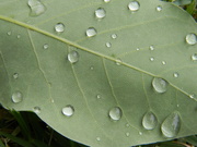 10th May 2021 - Raindrops on Leaf