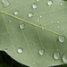 Raindrops on Leaf by sfeldphotos