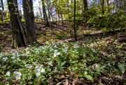 10th May 2021 - Trillium Forest 