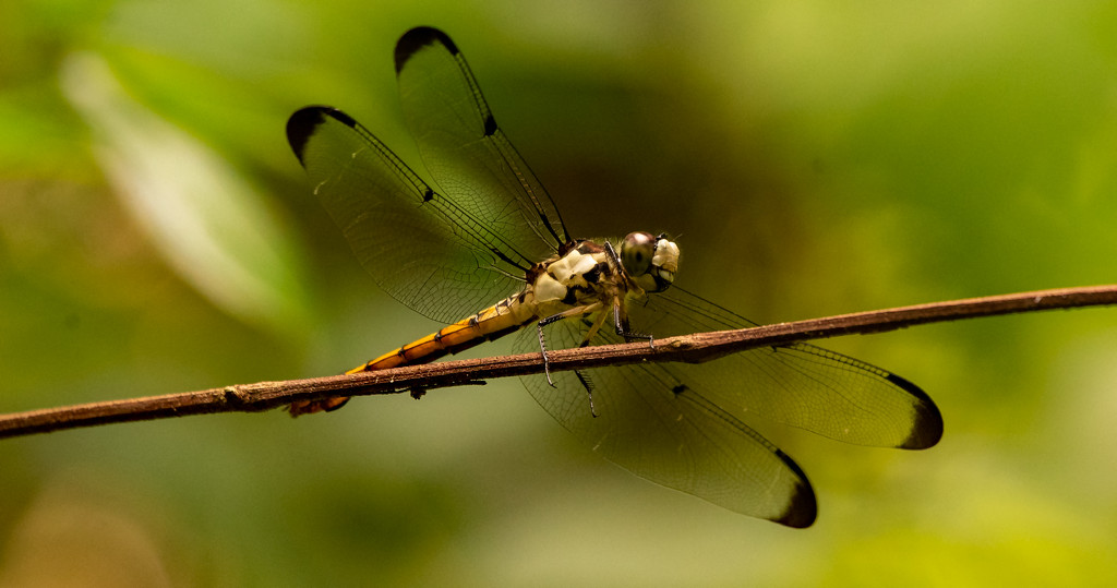 Dragonfly, Hanging Out! by rickster549