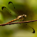 Dragonfly, Hanging Out! by rickster549