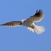 White Tailed Kite by markandlinda