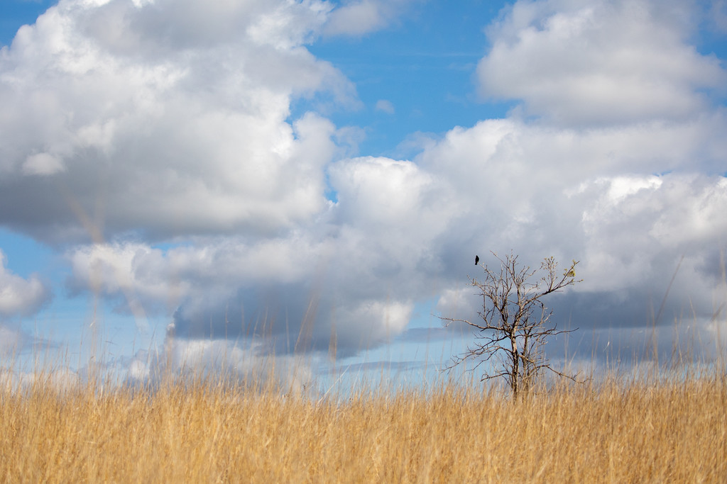Birding on the Prairie by jyokota