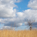 Birding on the Prairie by jyokota