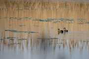 9th May 2021 - Blue-Winged Teal Couple