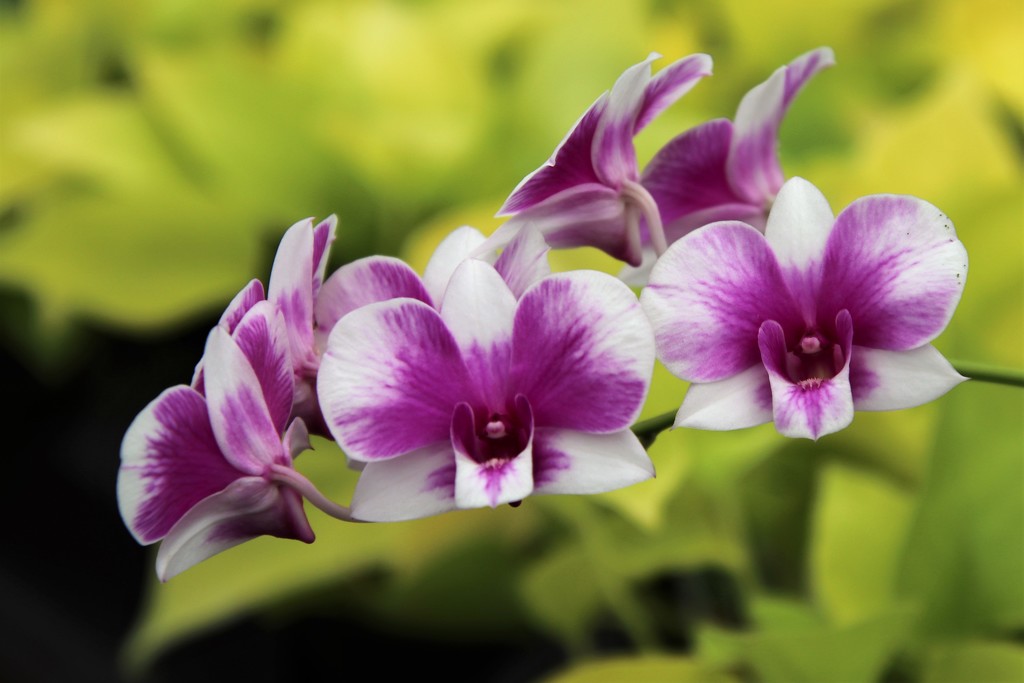 Orchids by edorreandresen