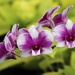 Orchids by edorreandresen