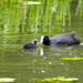 Coot & Chick. by tonygig