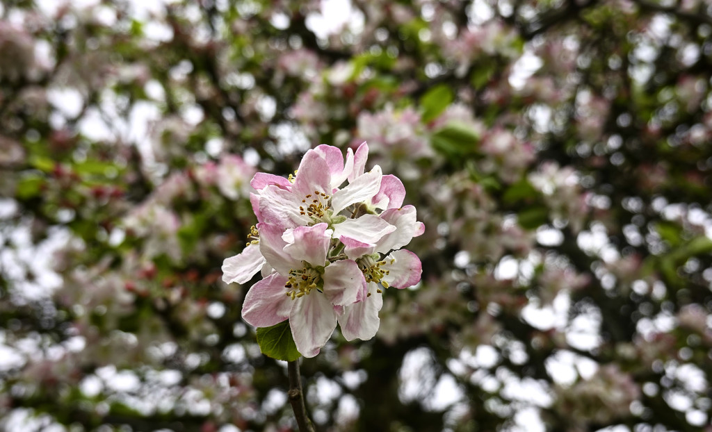 Sprig Of Apple Blossom. by tonygig