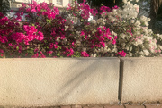 11th May 2021 - Bougainvillea and wall