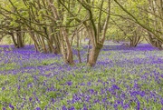 10th May 2021 - bluebell carpet