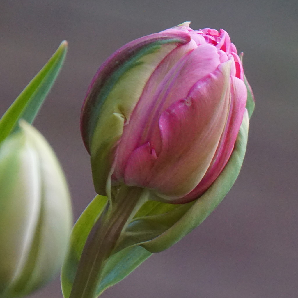one more pink tulip by quietpurplehaze
