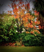 11th May 2021 - Autumn over here in the Southern Hemisphere