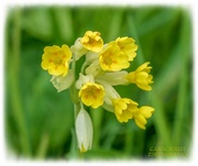 11th May 2021 - Cowslips