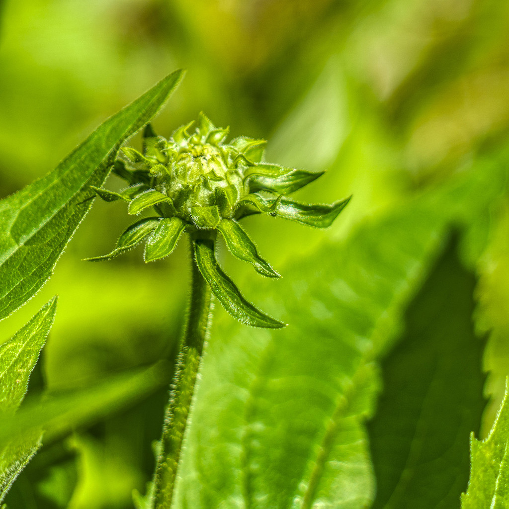 Echinacea Bud by k9photo