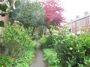 11th May 2021 - Path through the Church garden.