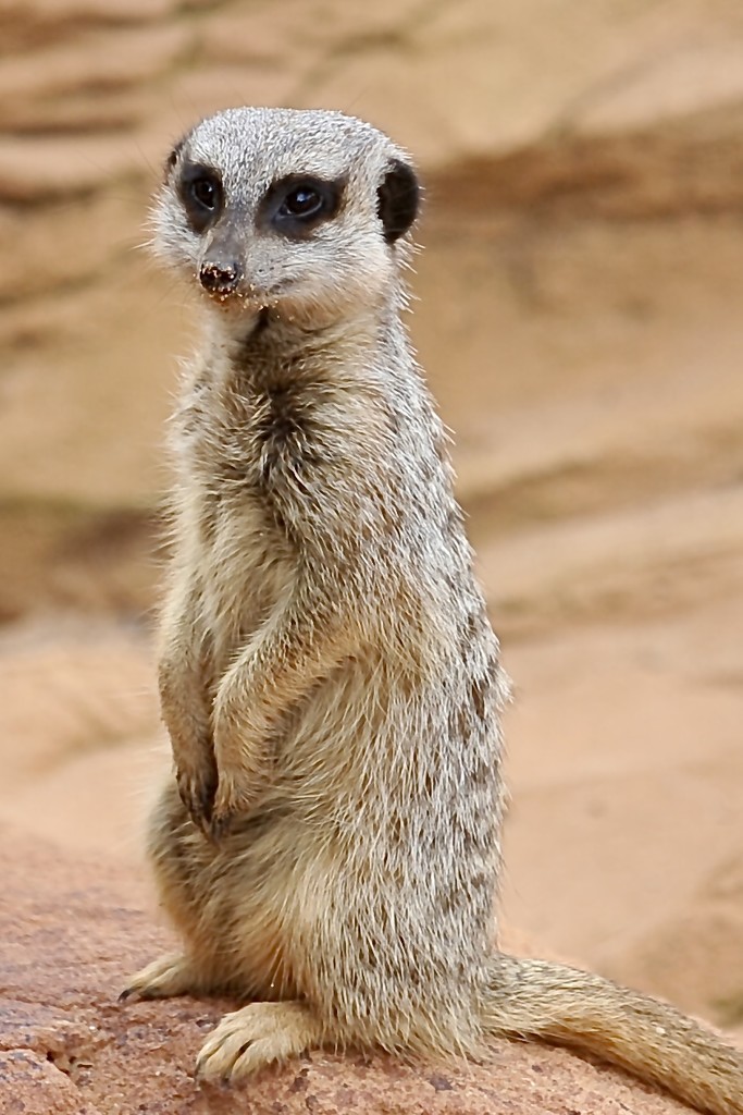 Irresistible. You can’t not photograph meerkats.  by johnfalconer