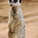 Irresistible. You can’t not photograph meerkats.  by johnfalconer