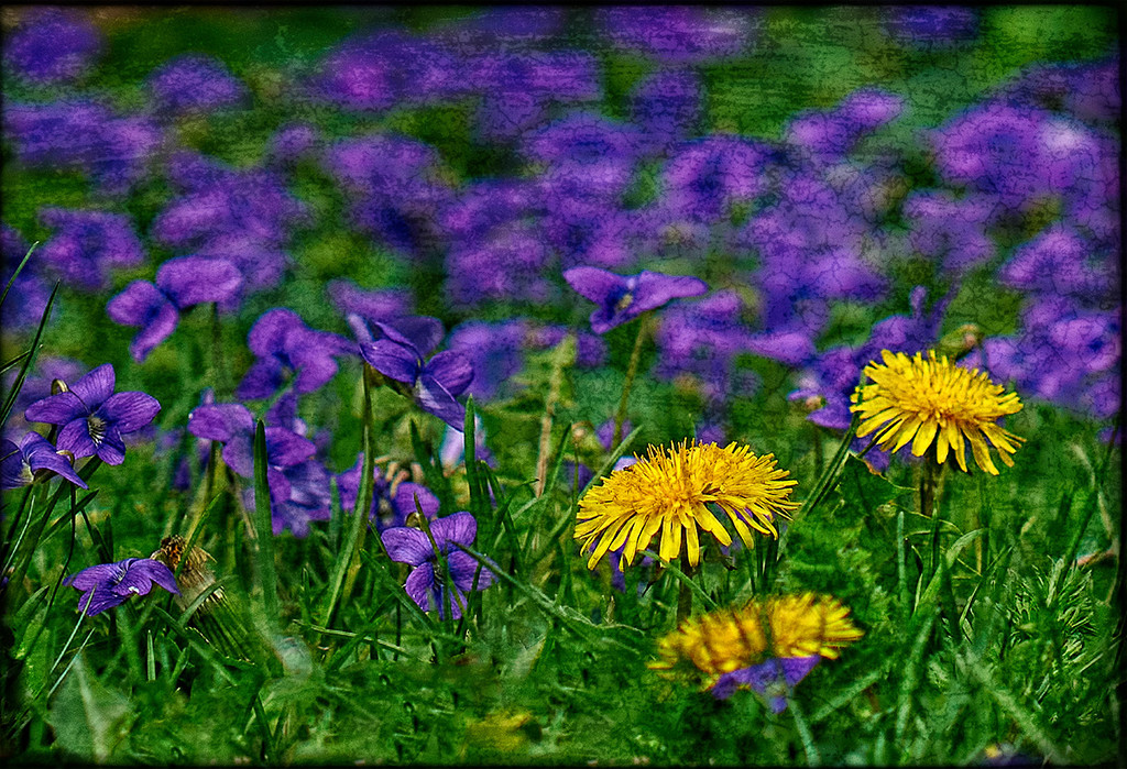 Spring Weeds by gardencat