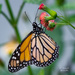 Monarch by photographycrazy