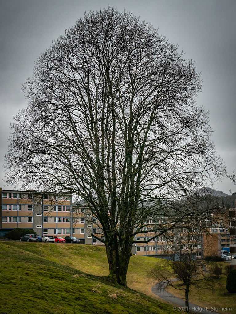 A tree in suburbia :-) by helstor365