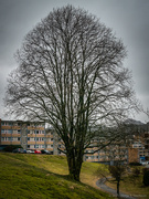 11th Mar 2021 - A tree in suburbia :-)