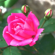 12th May 2021 - One Pink Rose