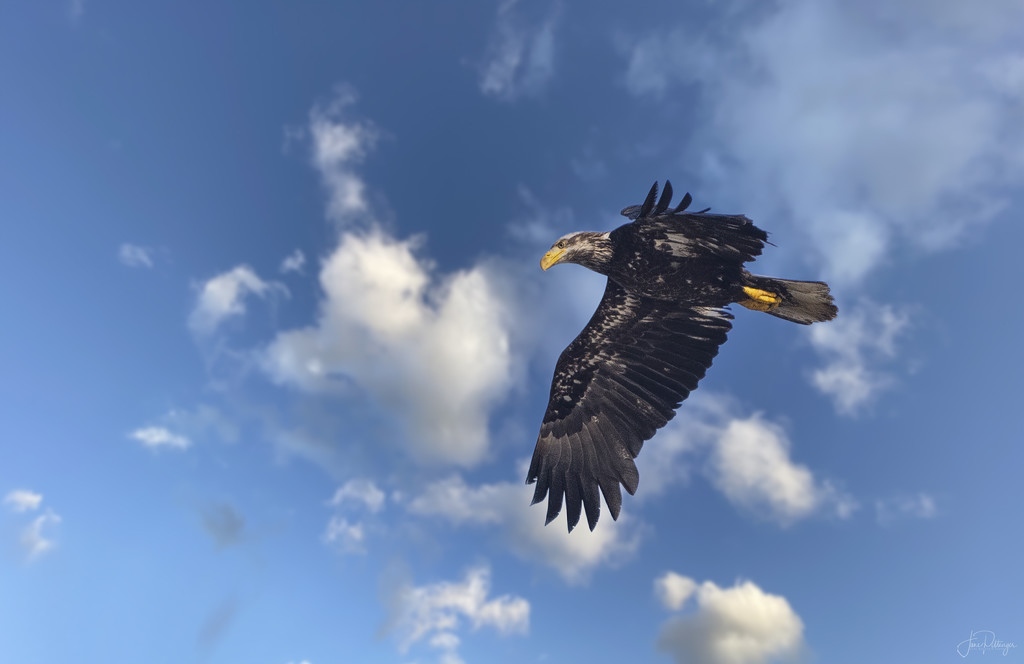 Juvenile Bald Eagle Flying   by jgpittenger