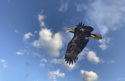 11th May 2021 - Juvenile Bald Eagle Flying  