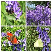 11th May 2021 - Busy at the bluebells!
