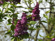 11th May 2021 -  Lilac in the Garden 