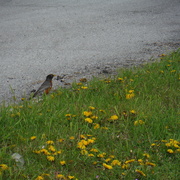 11th May 2021 - Robin by the Roadside