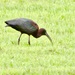 Glossy Ibis by susan727