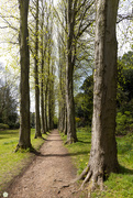 11th May 2021 -  Lady Lucy's Walk - Wentworth Castle Gardens