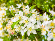 11th May 2021 - Spring blossoms