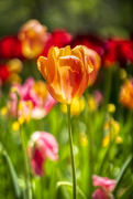 11th May 2021 - Tulips