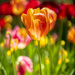 Tulips by kvphoto